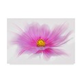 Trademark Fine Art Cora Niele 'Dancing Flower Deep Pink Cosmos' Canvas Art, 16x24 ALI22569-C1624GG